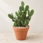 Bunny Ear Cactus in Lahore