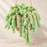 Burro's Tail in Lahore