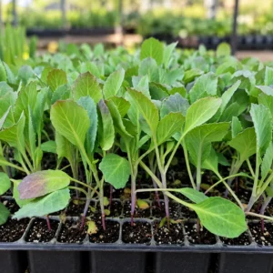 Cabbage Seedlings (Band Gobhi Paniri) in Lahore