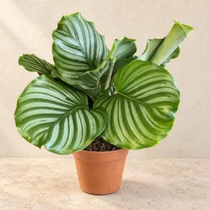 Calathea Orbifolia in Lahore