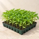 Capsicum Seedlings in Lahore