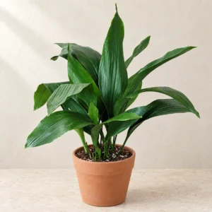 Cast Iron Plant in Lahore
