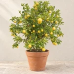 China Lemon All Season in Lahore