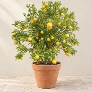 China Lemon All Season in Lahore