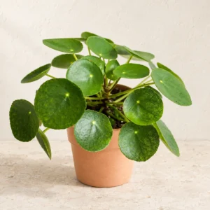 Chinese Money Plant in Lahore