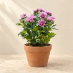 Chrysanthemum (Gul-e-Daudi) in Lahore