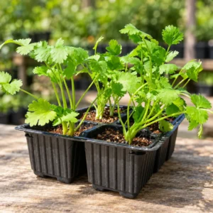 Coriander Seedlings (Dhania Paniri) in Lahore