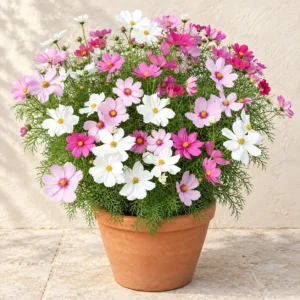 Cosmos in Lahore