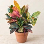 Croton in Lahore