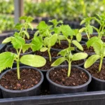 Cucumber Seedlings in Lahore