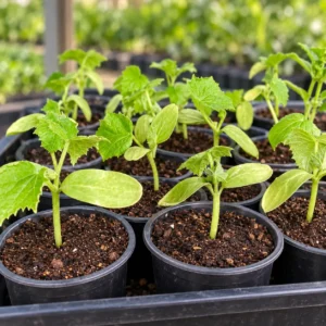 Cucumber Seedlings in Lahore