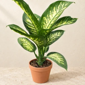 Dieffenbachia (Dumb Cane) in Lahore