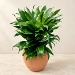 Dracaena Compacta in Lahore