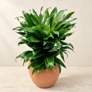 Dracaena Compacta in Lahore