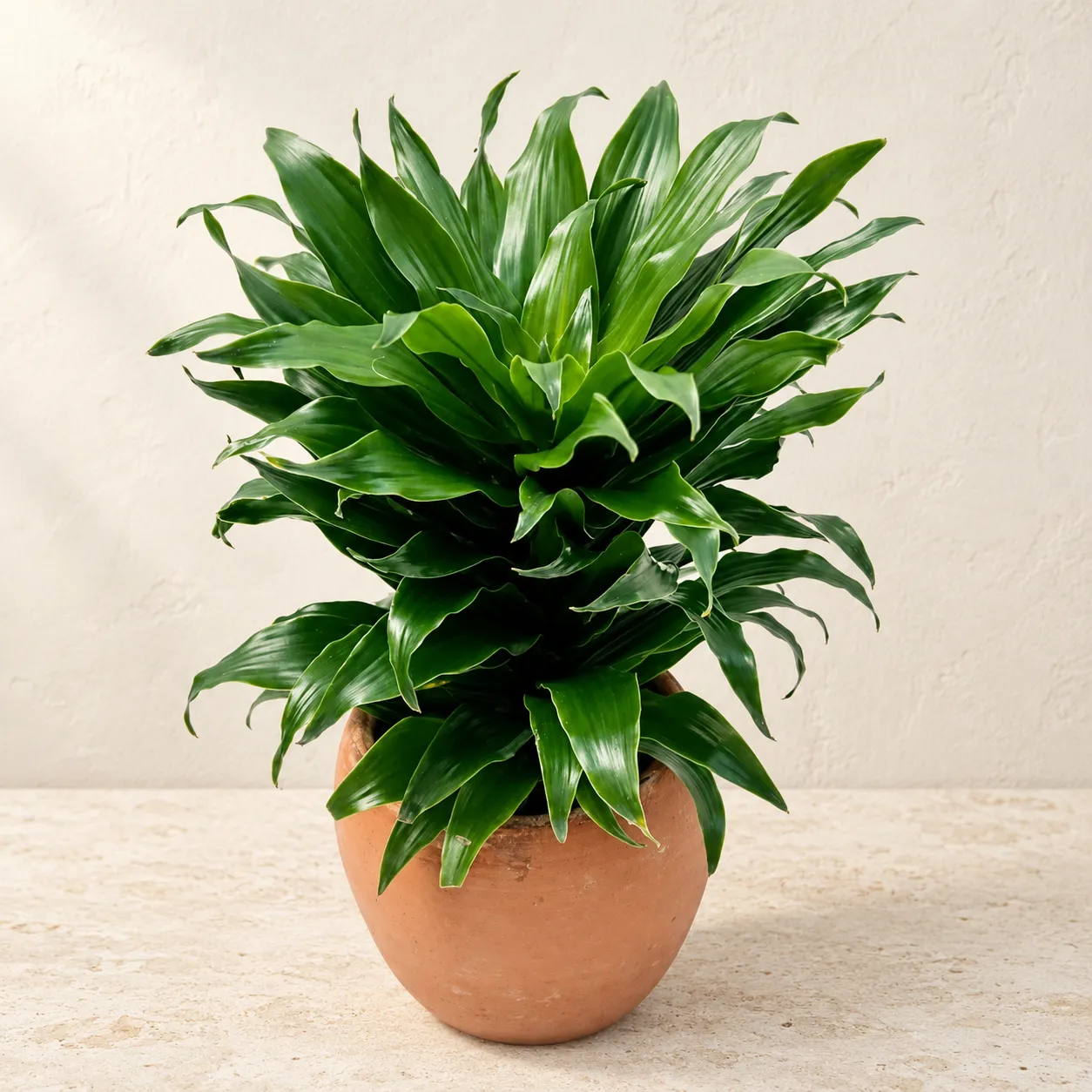 dracaena-compacta Dracaena Compacta in Lahore