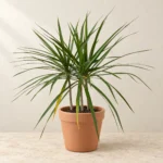 Dracaena Marginata in Lahore