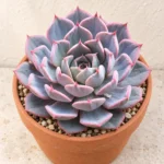 Echeveria in Lahore