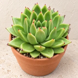 Echeveria in Lahore