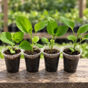 Eggplant Seedlings (Baingan Paniri) in Lahore