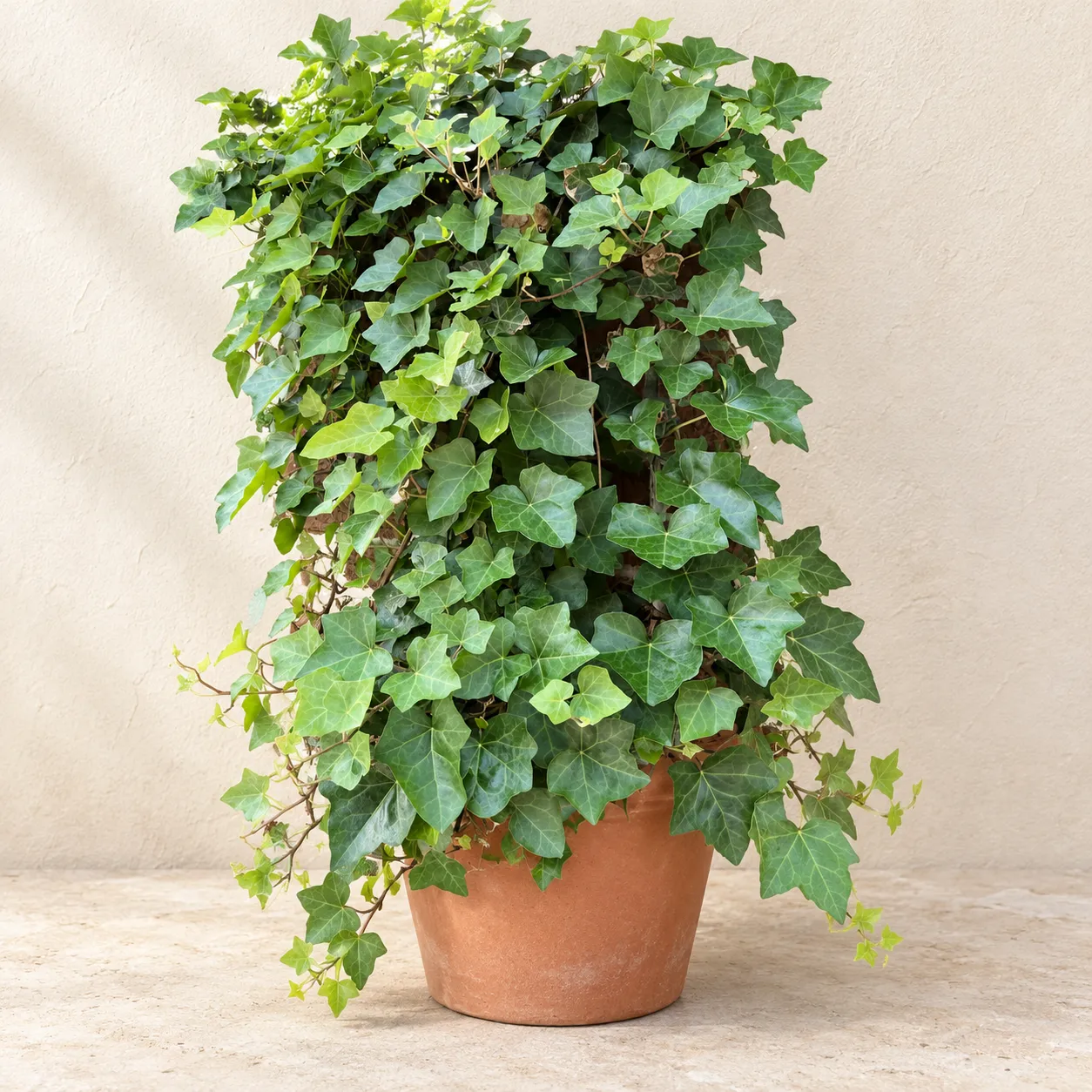 english-ivy English Ivy (Ivy Bail) in Lahore