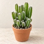 Fairy Castle Cactus in Lahore