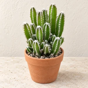 Fairy Castle Cactus in Lahore