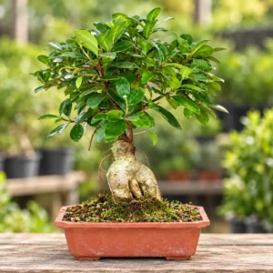 Ficus Bonsai in Lahore