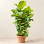 Fiddle Leaf Fig in Lahore