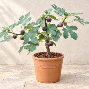Fig in Lahore