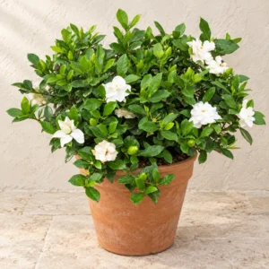 Gardenia in Lahore
