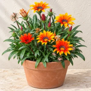 Gazania in Lahore