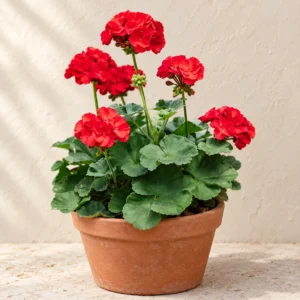 Geranium in Lahore
