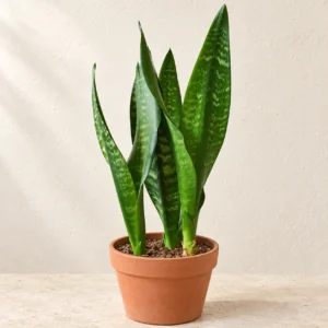 Snake Plant Green (Green Sansevieria) in Lahore