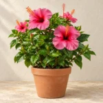 Hibiscus in Lahore