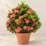 Ixora in Lahore