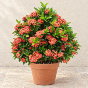 Ixora in Lahore