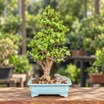 Jade Bonsai in Lahore