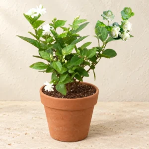 Jasmine Motia (Motia / Chambeli) in Lahore