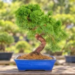 Juniper Bonsai in Lahore