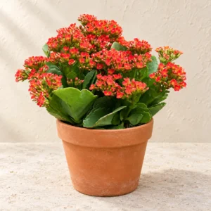 Kalanchoe Flowering in Lahore