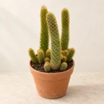 Ladyfinger Cactus in Lahore