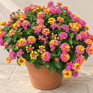 Lantana in Lahore