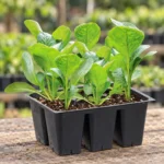 Lettuce Seedlings in Lahore