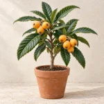 Loquat (Lokat) in Lahore