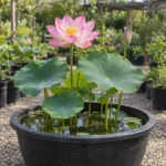 Lotus in Lahore