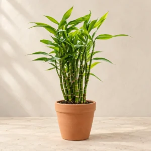 Lucky Bamboo in Lahore