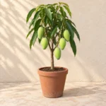Mango Dussehri in Lahore