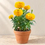 Marigold in Lahore