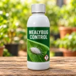 Mealybug Control in Lahore