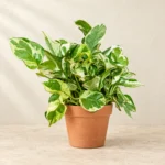 Money Plant Marble Queen (Marble Queen Pothos) in Lahore